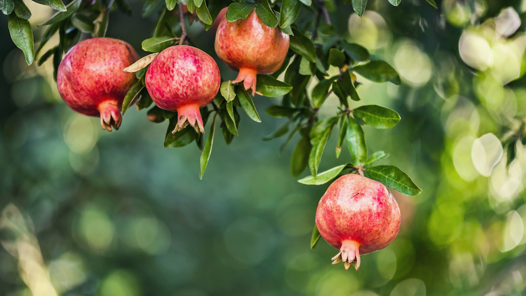 The Benefits of Pomegranate Seed Oil for the Skin