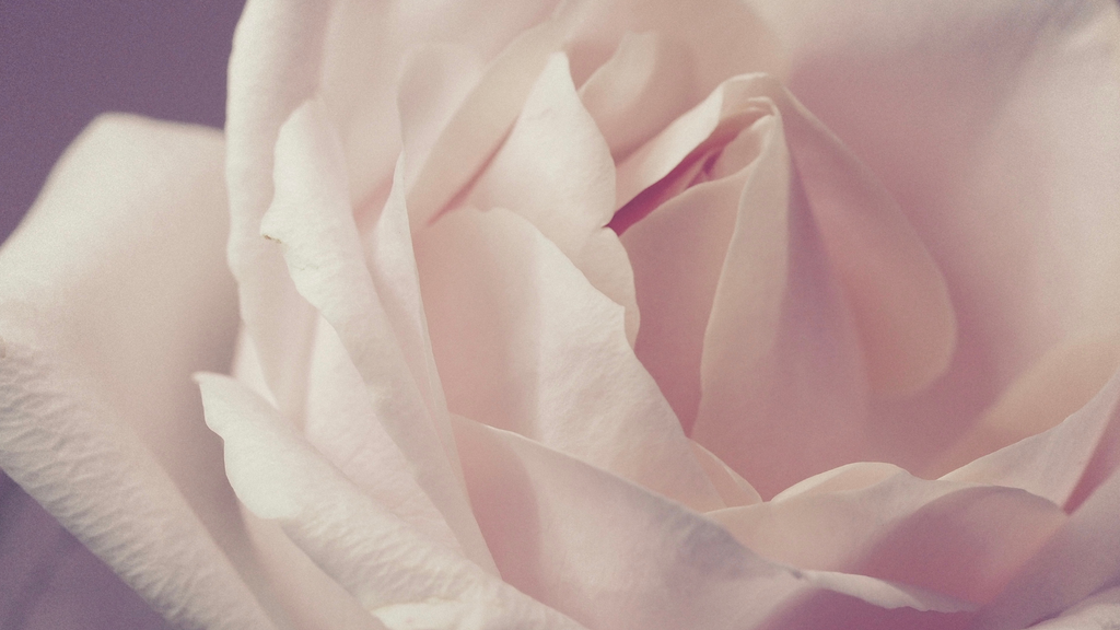 Rose Hydrosol vs. Rose Water: Know the Difference Before you Purchase Your Next Rose Toner