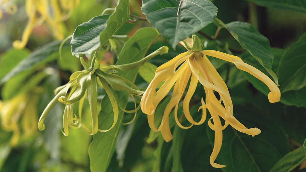 How Ylang Ylang Oil Can Help Your Skin